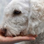 Šta se događa kada pas nanjuši lošu osobu? Njihova reakcija daje jasan znak o tome kakav je neko Šta se događa kada pas nanjuši lošu osobu? Njihova reakcija daje jasan znak o tome kakav je neko - featured image