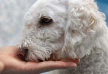 Šta se događa kada pas nanjuši lošu osobu? Njihova reakcija daje jasan znak o tome kakav je neko Šta se događa kada pas nanjuši lošu osobu? Njihova reakcija daje jasan znak o tome kakav je neko - featured image