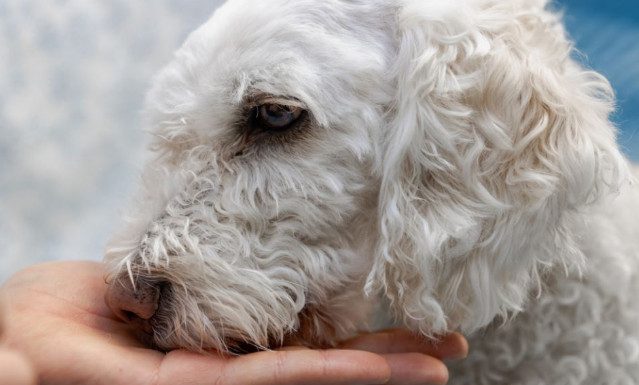 Šta se događa kada pas nanjuši lošu osobu? Njihova reakcija daje jasan znak o tome kakav je neko Šta se događa kada pas nanjuši lošu osobu? Njihova reakcija daje jasan znak o tome kakav je neko - featured image