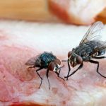 Korisni savjeti kako se riješiti muha i komaraca u kući Korisni savjeti kako se riješiti muha i komaraca u kući - content image