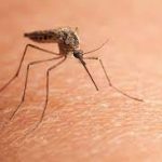 Prirodni saveznici protiv komaraca – mirisna oružja za bezbrižno ljeto Prirodni saveznici protiv komaraca – mirisna oružja za bezbrižno ljeto - featured image