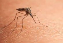 Prirodni saveznici protiv komaraca – mirisna oružja za bezbrižno ljeto Prirodni saveznici protiv komaraca – mirisna oružja za bezbrižno ljeto - featured image