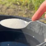 1 kašičica u kanti vode i sve u vrtu daje maksimalni prinos: SADA mogu prodati urod! 1 kašičica u kanti vode i sve u vrtu daje maksimalni prinos: SADA mogu prodati urod! - featured image