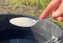 1 kašičica u kanti vode i sve u vrtu daje maksimalni prinos: SADA mogu prodati urod! 1 kašičica u kanti vode i sve u vrtu daje maksimalni prinos: SADA mogu prodati urod! - featured image