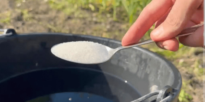 1 kašičica u kanti vode i sve u vrtu daje maksimalni prinos: SADA mogu prodati urod! 1 kašičica u kanti vode i sve u vrtu daje maksimalni prinos: SADA mogu prodati urod! - featured image
