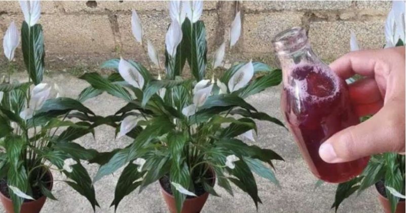 Samo ga sipajte u saksiju i cvijet cvjeta skoro NON-STOP: Nema bolesti, imamo 5 puta više lijepih listova i cvjetova! - featured image Samo ga sipajte u saksiju i cvijet cvjeta skoro NON-STOP: Nema bolesti, imamo 5 puta više lijepih listova i cvjetova! - featured image