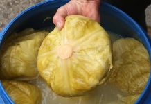 Doktori upozorili: Ne jedite kiseli kupus ako bolujete od ovih bolesti