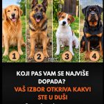Koji pas vam se najviše dopada? Zabavni test koji otkriva vaše četiri lepe osobine